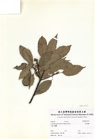 藏品(青剛櫟)的圖片